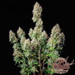 White Widow x3 Buddha Seeds