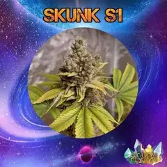 SKUNK S1 X3 - LECHUGA GENETICS