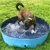 Piscina para Cães Dobrável