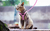 Peitoral para gatos, brilha no escuro - loja online