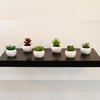 Pack X6 Plantas Artificial en Maceta Cerámica Brillante Cactus Suculenta Colores