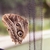 Armadilha para borboletas na internet