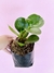 PEPEROMIA