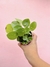 PILEA PEPEROMIOIDES 3" - comprar en línea