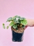 PEPEROMIA CÁSCARA DE NUEZ - comprar en línea