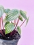 PEPEROMIA SANDÍA - comprar en línea