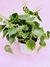 PILEA PEPEROMIOIDES G