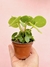 PILEA PEPEROMIOIDES 3"