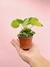 PILEA PEPEROMIOIDES 3" en internet