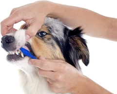 Escova Dentária para Pet: Dentes Saudáveis e Brilhantes - comprar online