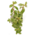 Ammannia gracilis Vermelha - comprar online