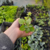 Oregano Plantin - comprar online