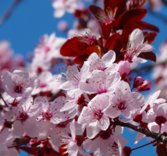 Flor de Cerezo fragancia concentrada para elaboracion de velas aromáticas y diversos productos