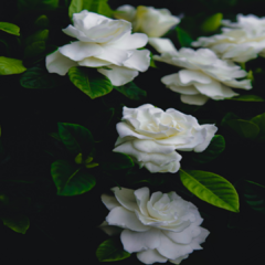 Gardenia Aroma Muestra/probador