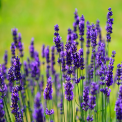 Lavanda Aroma Muestra/probador