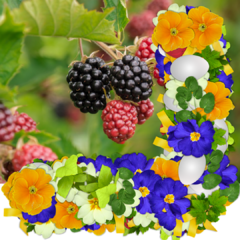 Moras y Flores Aroma Muestra/probador