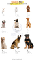 Capa de chuva dupla-face Pets Tale® - comprar online