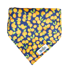 Coleira Bandana - Citrus na internet