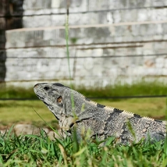 Luxury Chichén Itzá Full-Day Tour (all inclusive) - Club VC Travel