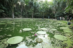 PASSEIO MUSA - JARDIM BOTÂNICO na internet