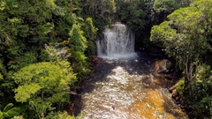 Pacote Imersão na Selva na internet