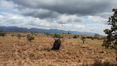 The Rupuni Farmers Rodeo in Guyana - buy online