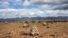 Rodeio em Guyana/Lethem região de Rupununi na internet