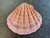 Concha Shell - comprar online