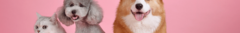 Banner da categoria Pets