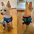 Imagem do Colete Ajustável Poliéster Malha Dog Harness, Walking Leash Lead para cães pequenos,