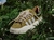 Adidas Campus Light x Bad Bunny - Wild Moss - comprar online