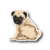 Perro Pug 3