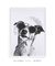 Imagem do Quadro Decorativo Cool Dog