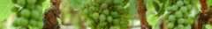 Banner da categoria Sauvignon Blanc