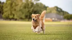 Banner de la categoría Perros (Alimentos)