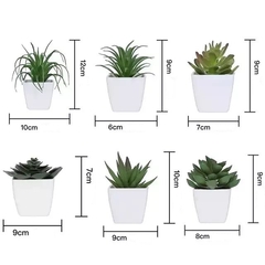 Mini Plantas Suculentas - Atmos Store