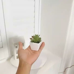 Mini Plantas Suculentas na internet