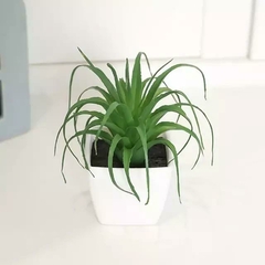 Mini Plantas Suculentas - Atmos Store