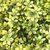 Tapete Grama Pachysandra Planta Artificial 60x40cm - comprar online