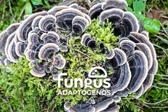 Hongo Cola de Pavo (Trametes versicolor) 100 g - Fungus Adaptógenos