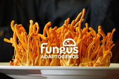 Hongo Cordyceps (Cordyceps militaris) 100 g - Fungus Adaptógenos