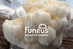 Hongo Melena de León (Hericium erinaceus) 100 g en internet