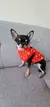 Roupas para cães pequenos, Yorkia Mini Chihuahua Dog Clothes, Jaqueta Cat, Casa - comprar online