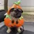 Engraçado Pet Dog Cosplay Roupas, Novidade Puppy Halloween Costumes, Camisola d - comprar online