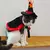 Halloween Witch Cloak Set para Pet, Traje de RPG para cães e gatos, Yorkshire, - loja online