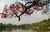 Flowering branch, Ibirapuera Park, São Paulo