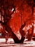 Red Tree - Infrared