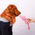 Supet Pet Octopus Plush Rope Toy