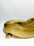 Python Ball Champagne (Python regius) - comprar online