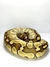 Python Ball Lesser (Python regius) - comprar online